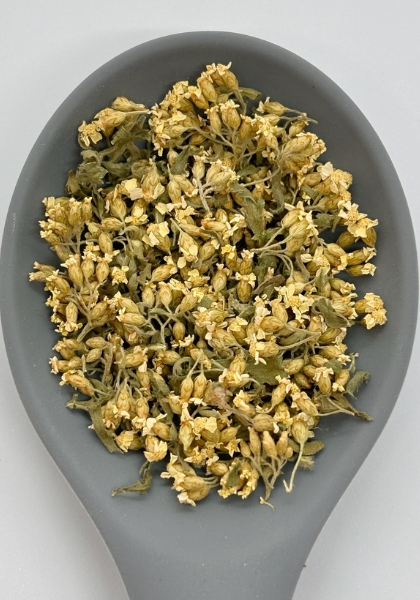 achillea